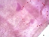  (Brumptomyia nitzulescui - BC184)  @11 [ ] CreativeCommons - Attribution Non-Commercial Share-Alike (2018) S. L. Moya Instituto Nacional de Medicina Tropical