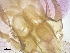  (Brumptomyia cunhai - BC198)  @11 [ ] CreativeCommons - Attribution Non-Commercial Share-Alike (2018) S. L. Moya Instituto Nacional de Medicina Tropical
