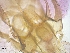  ( - BC198)  @11 [ ] CreativeCommons - Attribution Non-Commercial Share-Alike (2018) S. L. Moya Instituto Nacional de Medicina Tropical