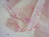  (Psathyromyia bigeniculata - BC200)  @11 [ ] CreativeCommons - Attribution Non-Commercial Share-Alike (2018) S. L. Moya Instituto Nacional de Medicina Tropical