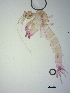  (Psathyromyia lanei - BC210)  @11 [ ] CreativeCommons - Attribution Non-Commercial Share-Alike (2018) S. L. Moya Instituto Nacional de Medicina Tropical