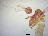  (Pintomyia monticola - BC226)  @11 [ ] CreativeCommons - Attribution Non-Commercial Share-Alike (2018) S. L. Moya Instituto Nacional de Medicina Tropical