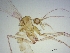  ( - BC239)  @11 [ ] CreativeCommons - Attribution Non-Commercial Share-Alike (2018) S. L. Moya Instituto Nacional de Medicina Tropical
