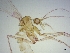  ( - BC239)  @11 [ ] CreativeCommons - Attribution Non-Commercial Share-Alike (2018) S. L. Moya Instituto Nacional de Medicina Tropical