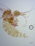  (Pintomyia fischeri - BC242)  @11 [ ] CreativeCommons - Attribution Non-Commercial Share-Alike (2018) S. L. Moya Instituto Nacional de Medicina Tropical