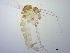  (Nyssomyia whitmani - BC244)  @11 [ ] CreativeCommons - Attribution Non-Commercial Share-Alike (2018) S. L. Moya Instituto Nacional de Medicina Tropical