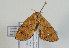  ( - TLMF Lep 07910)  @13 [ ] CreativeCommons - Attribution Non-Commercial Share-Alike (2012) Peter Huemer Tiroler Landesmuseum Ferdinandeum