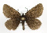  (Glacies alpinata - TLMF Lep 09844)  @14 [ ] CreativeCommons - Attribution Non-Commercial Share-Alike (2013) Peter Huemer Tiroler Landesmuseum Ferdinandeum