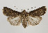  (Agrotis segetum - TLMF Lep 09862)  @14 [ ] CreativeCommons - Attribution Non-Commercial Share-Alike (2013) Peter Huemer Tiroler Landesmuseum Ferdinandeum