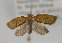  ( - TLMF Lep 09912)  @13 [ ] CreativeCommons - Attribution Non-Commercial Share-Alike (2013) Peter Huemer Tiroler Landesmuseum Ferdinandeum