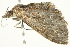  ( - BIOUG00829-F05)  @14 [ ] CreativeCommons - Attribution (2011) CBG Photography Group Centre for Biodiversity Genomics