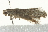  ( - BIOUG00829-H08)  @12 [ ] CreativeCommons - Attribution (2011) CBG Photography Group Centre for Biodiversity Genomics