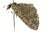  ( - BIOUG00831-B06)  @14 [ ] CreativeCommons - Attribution (2011) CBG Photography Group Centre for Biodiversity Genomics