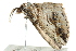  ( - BIOUG00831-F06)  @12 [ ] CreativeCommons - Attribution (2011) CBG Photography Group Centre for Biodiversity Genomics