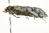  ( - BIOUG00831-F07)  @12 [ ] CreativeCommons - Attribution (2011) CBG Photography Group Centre for Biodiversity Genomics