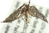  ( - BIOUG00831-G04)  @12 [ ] CreativeCommons - Attribution (2011) CBG Photography Group Centre for Biodiversity Genomics