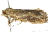  ( - BIOUG00843-F04)  @12 [ ] CreativeCommons - Attribution (2011) CBG Photography Group Centre for Biodiversity Genomics