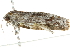  ( - BIOUG00843-F05)  @12 [ ] CreativeCommons - Attribution (2011) CBG Photography Group Centre for Biodiversity Genomics