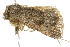  ( - BIOUG00907-C01)  @13 [ ] CreativeCommons - Attribution (2011) CBG Photography Group Centre for Biodiversity Genomics