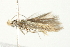  (Xyloryctine sp. 18 - BIOUG00790-G04)  @11 [ ] CreativeCommons - Attribution (2011) CBG Photography Group Centre for Biodiversity Genomics