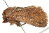 ( - BIOUG00791-E01)  @13 [ ] CreativeCommons - Attribution (2011) CBG Photography Group Centre for Biodiversity Genomics