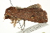  ( - BIOUG00793-C01)  @13 [ ] CreativeCommons - Attribution (2011) CBG Photography Group Centre for Biodiversity Genomics