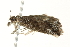  ( - BIOUG00793-F04)  @12 [ ] CreativeCommons - Attribution (2011) CBG Photography Group Centre for Biodiversity Genomics