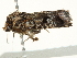  ( - BIOUG00787-C02)  @12 [ ] CreativeCommons - Attribution (2011) CBG Photography Group Centre for Biodiversity Genomics