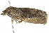  ( - BIOUG00799-E06)  @12 [ ] CreativeCommons - Attribution (2011) CBG Photography Group Centre for Biodiversity Genomics