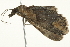  ( - BIOUG00799-F02)  @14 [ ] CreativeCommons - Attribution (2011) CBG Photography Group Centre for Biodiversity Genomics