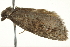  ( - BIOUG00799-F08)  @12 [ ] CreativeCommons - Attribution (2011) CBG Photography Group Centre for Biodiversity Genomics