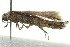  ( - BIOUG00799-H08)  @12 [ ] CreativeCommons - Attribution (2011) CBG Photography Group Centre for Biodiversity Genomics