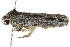  (Agriophara platyscia - BIOUG01024-D11)  @14 [ ] CreativeCommons - Attribution (2011) CBG Photography Group Centre for Biodiversity Genomics