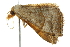  ( - BIOUG01024-H03)  @14 [ ] CreativeCommons - Attribution (2011) CBG Photography Group Centre for Biodiversity Genomics