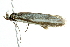  ( - BIOUG01025-D09)  @12 [ ] CreativeCommons - Attribution (2011) CBG Photography Group Centre for Biodiversity Genomics