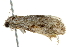  ( - BIOUG01025-H05)  @12 [ ] CreativeCommons - Attribution (2011) CBG Photography Group Centre for Biodiversity Genomics