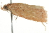 ( - BIOUG01254-D12)  @12 [ ] CreativeCommons - Attribution (2011) CBG Photography Group Centre for Biodiversity Genomics