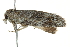  ( - BIOUG01174-A05)  @12 [ ] CreativeCommons - Attribution (2011) CBG Photography Group Centre for Biodiversity Genomics