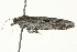  ( - BIOUG01174-F02)  @12 [ ] CreativeCommons - Attribution (2011) CBG Photography Group Centre for Biodiversity Genomics
