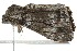 ( - BIOUG01198-A09)  @12 [ ] CreativeCommons - Attribution (2011) CBG Photography Group Centre for Biodiversity Genomics