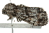  ( - BIOUG01198-B05)  @12 [ ] CreativeCommons - Attribution (2011) CBG Photography Group Centre for Biodiversity Genomics