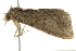  ( - BIOUG01198-H04)  @13 [ ] CreativeCommons - Attribution (2011) CBG Photography Group Centre for Biodiversity Genomics