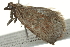  ( - BIOUG01234-C11)  @12 [ ] CreativeCommons - Attribution (2011) CBG Photography Group Centre for Biodiversity Genomics