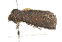  ( - BIOUG01021-A02)  @12 [ ] CreativeCommons - Attribution (2011) CBG Photography Group Centre for Biodiversity Genomics