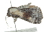  ( - BIOUG01021-B01)  @12 [ ] CreativeCommons - Attribution (2011) CBG Photography Group Centre for Biodiversity Genomics