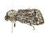 ( - BIOUG01021-F04)  @12 [ ] CreativeCommons - Attribution (2011) CBG Photography Group Centre for Biodiversity Genomics