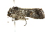  ( - BIOUG01021-F06)  @13 [ ] CreativeCommons - Attribution (2011) CBG Photography Group Centre for Biodiversity Genomics