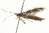  (Acrocercops sp. GC3 - BIOUG01159-F04)  @13 [ ] CreativeCommons - Attribution (2011) CBG Photography Group Centre for Biodiversity Genomics