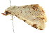  ( - BIOUG01160-D08)  @14 [ ] CreativeCommons - Attribution (2011) CBG Photography Group Centre for Biodiversity Genomics