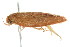  ( - BIOUG01160-D10)  @12 [ ] CreativeCommons - Attribution (2011) CBG Photography Group Centre for Biodiversity Genomics